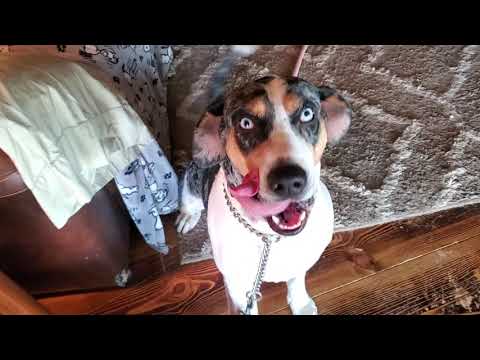 correcting behavior with a Catahoula