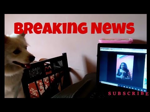 Enna Koduma Saravana😨 Chithra Kajal and funny dog Video