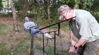 palombe.org Réglage d'un balancier pour pigeon