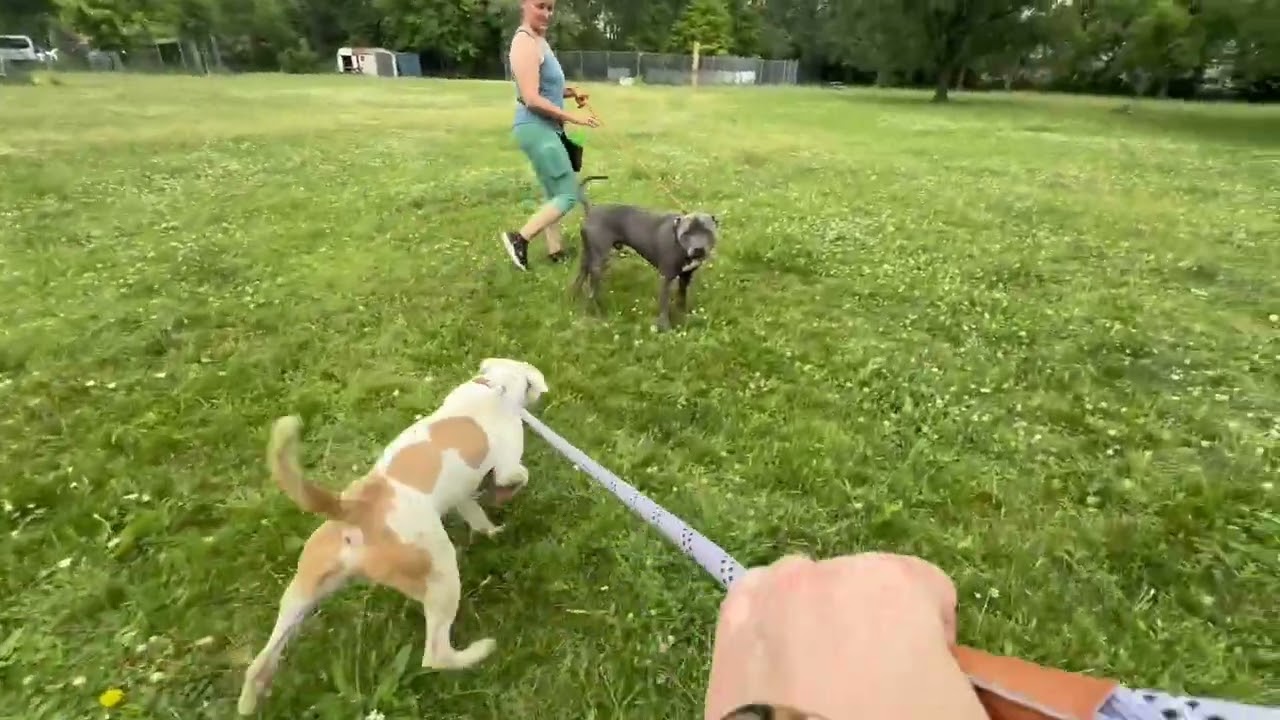Video preview