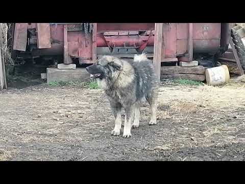 Šarplaninac Paša Golubinački