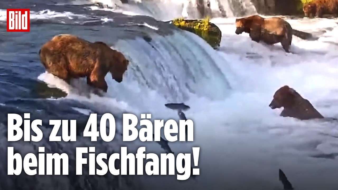 ALASKA: Bären gehen mit niedlichem Nachwuchs auf Lachs-Jagd!