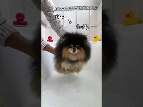 My Dog Looks Like A Different Dog When  😳 #shorts #dog