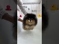 My Dog Looks Like A Different Dog When Shorts Dog