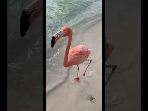 WALKING ON THE BEACH WITH FLAMINGOS! 🤩🦩🌴 *MUST WATCH* #shorts #flamingos #aruba