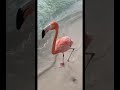 WALKING ON THE BEACH WITH FLAMINGOS! 🤩🦩🌴 *MUST WATCH* #shorts #flamingos #aruba