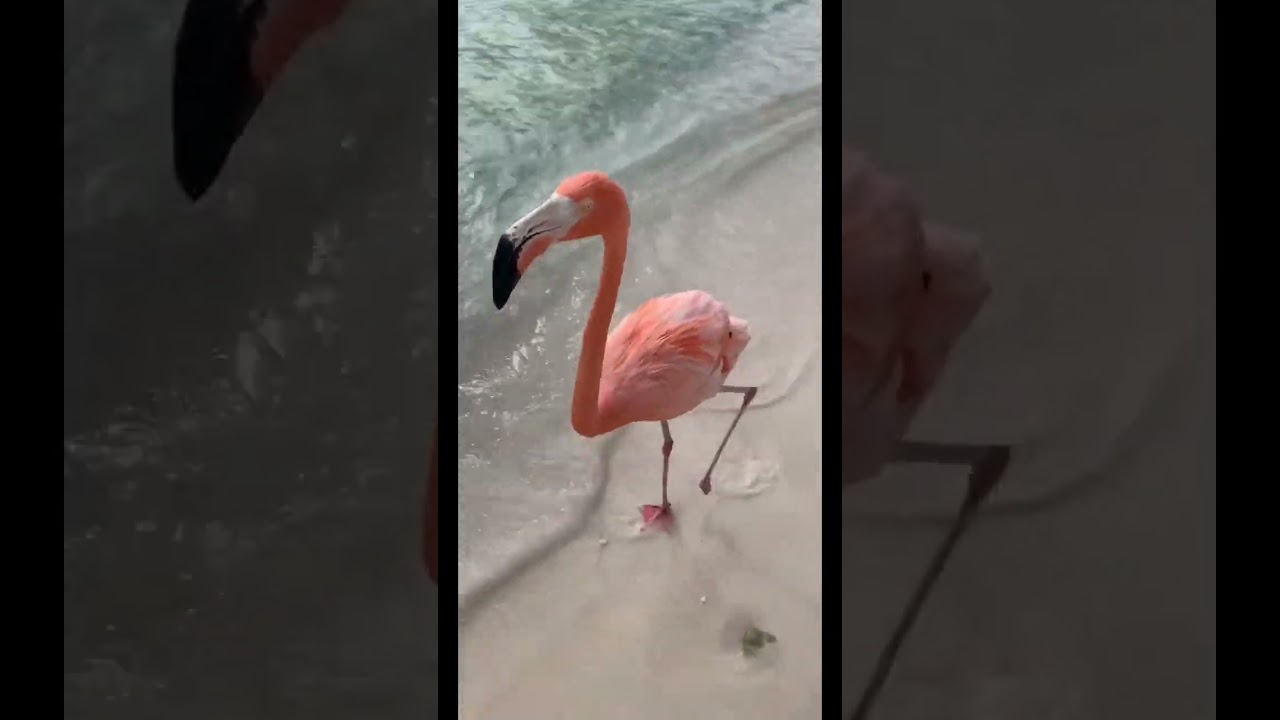 WALKING ON THE BEACH WITH FLAMINGOS! 🤩🦩🌴 *MUST WATCH* #shorts #flamingos #aruba