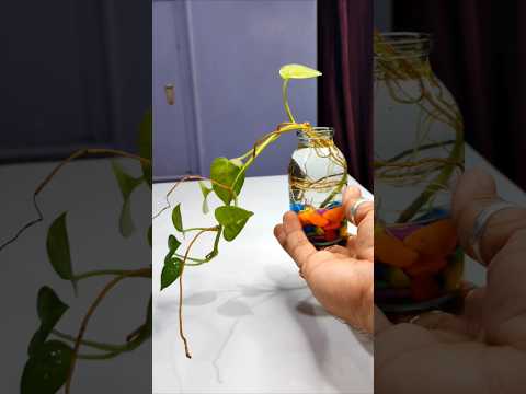 Moneyplant Decoration Ideas | Indoor Plants Decoration #shorts #garden #shortsfeed