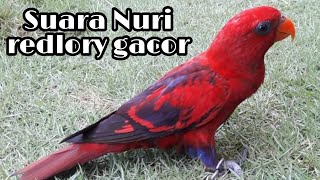 Download lagu Nuri Redlory gacor suara keras mp3 Download lagu Nuri Redlory gacor suara keras mp3