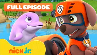 Download lagu PAW Patrol Pups Pups Save a Dolphin Pup! w/ Zuma 🐬 FULL EPISODE | Nick Jr. mp3 Download lagu PAW Patrol Pups Pups Save a Dolphin Pup! w/ Zuma 🐬 FULL EPISODE | Nick Jr. mp3