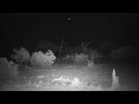 Djuma: Waterbuck bull and Impalas, one with a lamb - 19:26 - 11/10/21