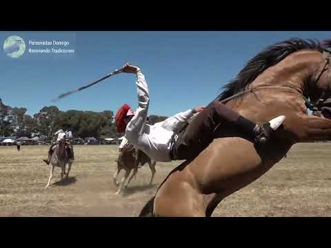 GRANDES RUEDAS DE JINETEADAS CAT  CRINA - GURUPA SUREÑA  - BASTOS Y ENCIMERA - MONTAS ESPECIALES