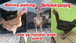 Download lagu Ayam Pelung betina berkokok❗❗hen crowing long.. mp3