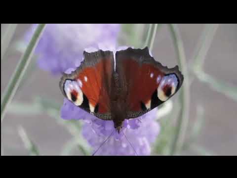 Opwekking 071 Jezus leeft in eeuwigheid