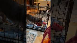 Video preview image #1 Chiweenie Puppy For Sale in Princeton, MN, USA