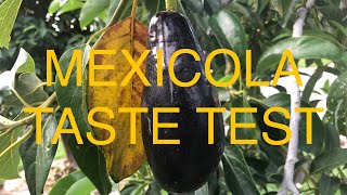 BACKYARD AVOCADO GROWING- MEXICOLA GRANDE- Fruit harvest and taste test