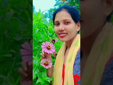 #flowers #zinnia #rain #shorts #youtubeshorts