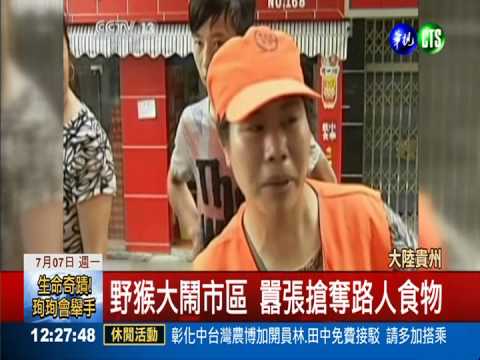 貴州野猴大鬧市區 當街搶奪食物