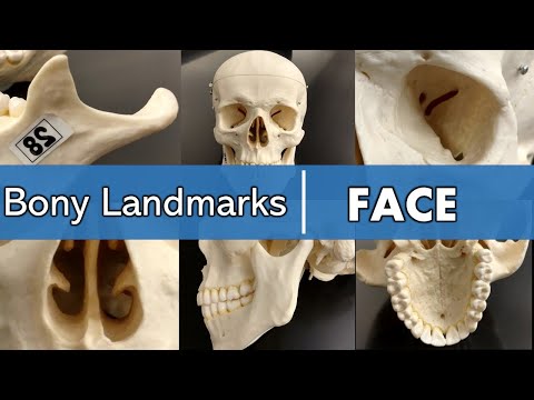Bony landmarks of the face