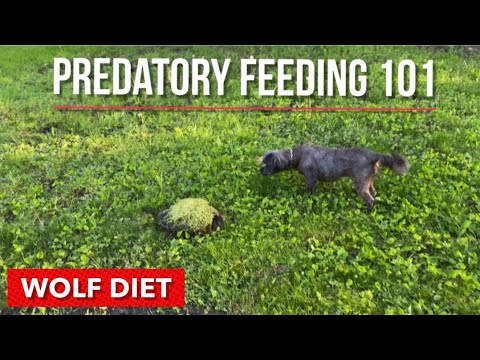 PREDATORY FEEDING THE WOLF DIET explained! #BearskiMethod
