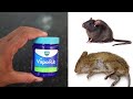 MAGIC VIKS VAPORUB| How To Get Rid of Mouse Rats, Permanently In a Natural Way | Mr. Maker