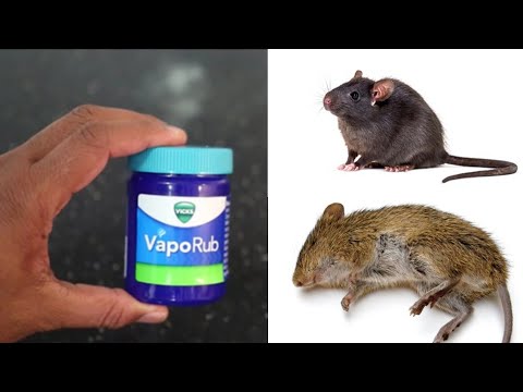 Soda baking natural poison rat How To