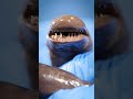 Caecilians - Giant Fanged Worms