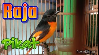 Download lagu Pancingan Burung Mantenan Biar Bunyi mp3