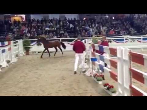 #41 Danken by Dinken v Carentino