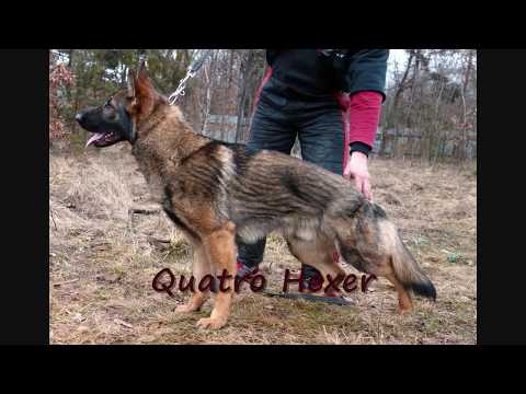 Quatro Hexer - defence training