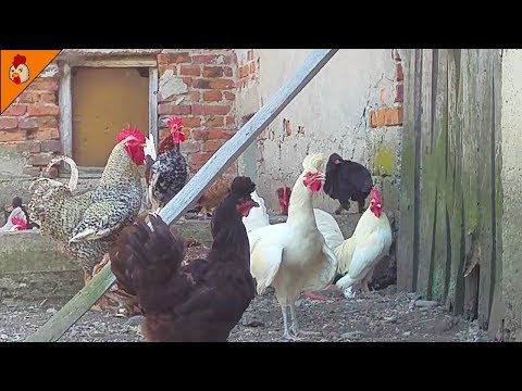 Crowing Roosters Sound Effect Plus - Non Stop Crowing Sound in the Morning