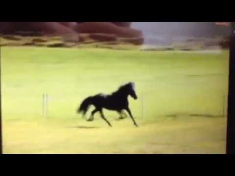 4 year old mare with great movements, fair price!!!