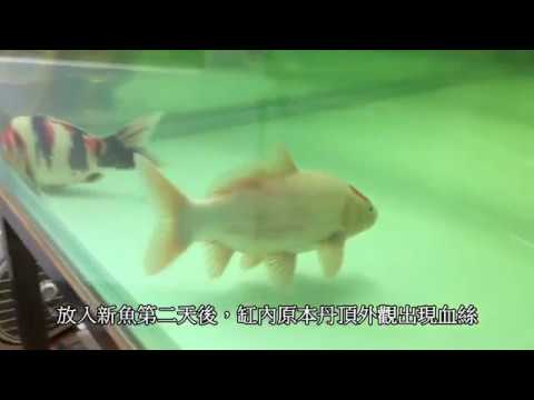 錦鯉魚病