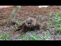 🦥The Cutest Baby Sloth