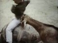 Classic Sesame Street Film The Petting Zoo