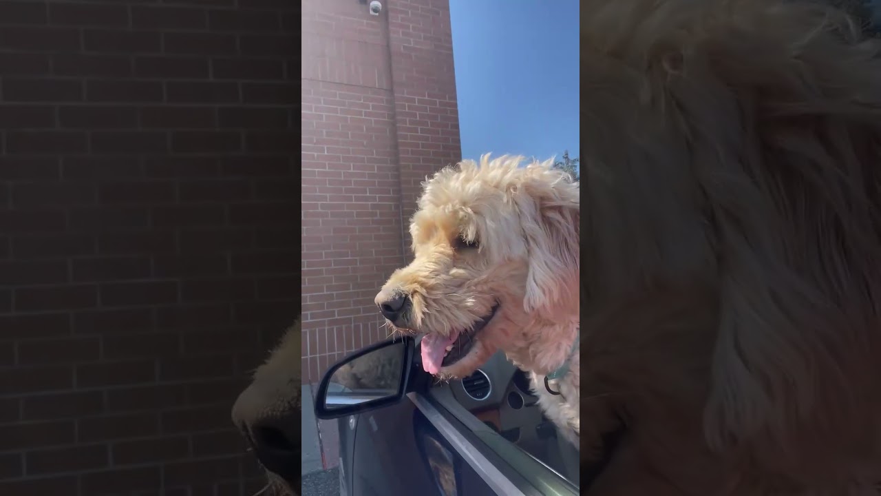 Enlarge Kirby, a ADOPTABLE mixed breed in Bedford Hills, NY video 2/4