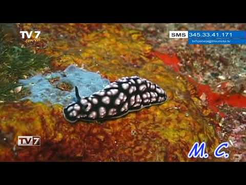 Tv7 con Voi del 09/11/2017 - Andiamo a Walea (3 di 3)