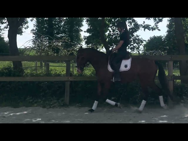 Hongre - lusitanien - 4 ans - Dressage - France