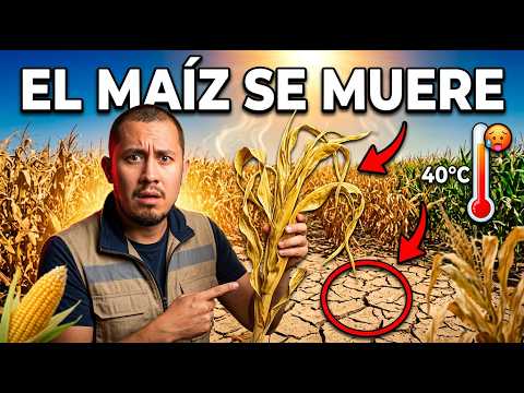 Así está DESTRUYENDO la CANÍCULA los CULTIVOS de MAÍZ en GUATEMALA 🌽🥵