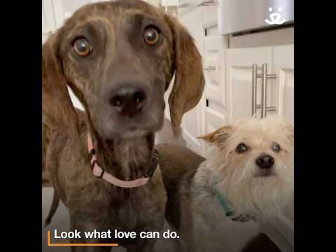 oster helps shutdown dog transform into a social butterfly