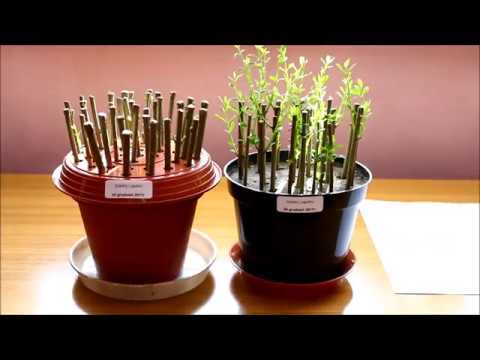 Ligustr - Czy sztobry ukorzeniamy w wodzie przed wysadzeniem do gruntu?