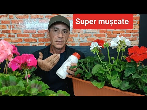 Mușcate înflorite primăvara: 4 secrete pentru flori bogate tot anul