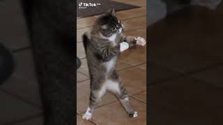 Download lagu Lagu dan kucing kesukaan adek akuš mp3 Download lagu Lagu dan kucing kesukaan adek akuš mp3