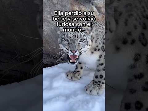 Su corazón se llenó 💔 #shorts #animales