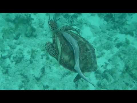 Turtle and Unwanted Remoras
