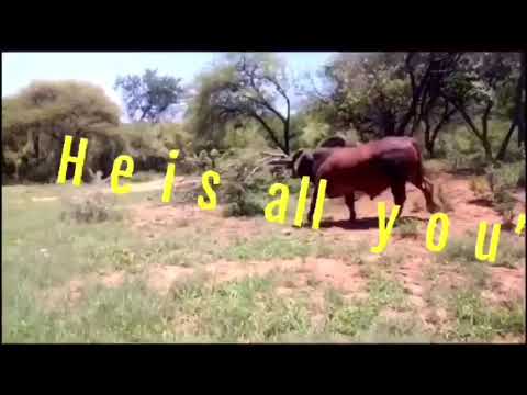 Au Albidus Catalogue Brahman Auction - Lot 6 long video