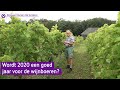 De wijnboeren hopen dat het stopt met regenen