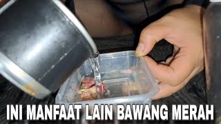 Download lagu It turns out that red onions have many benefits mp3