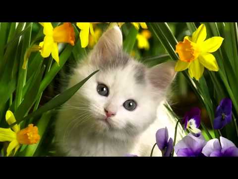 Copy of Cat pictures and cat sounds, Cats Meow