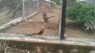 preview picture of video 'Red Golden Pheasant - Golden Pheasants or Chinese Pheasants in Islamabad Zoo'